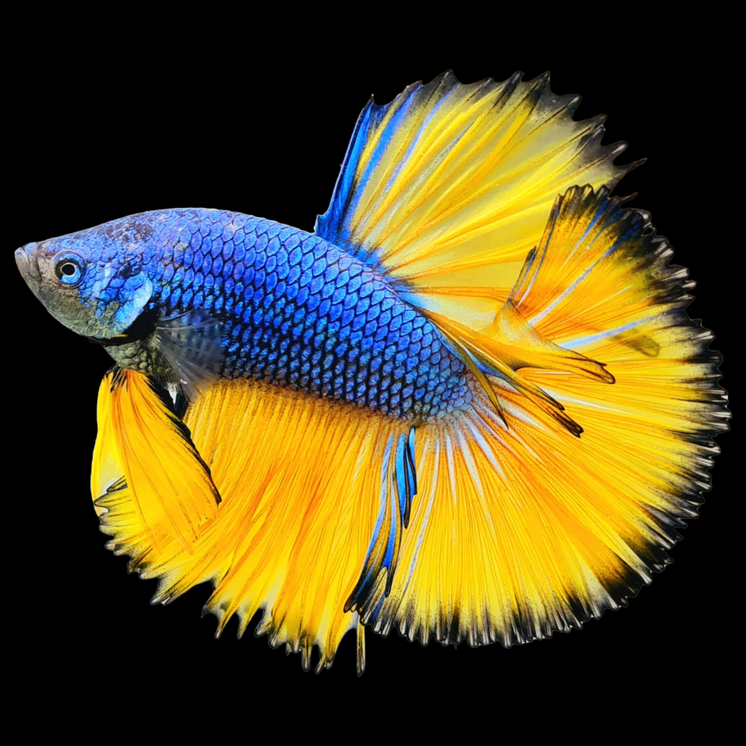 Bessa R Fish Tropicflow | Mustard Gas Blue Halfmoon Male Betta Fish