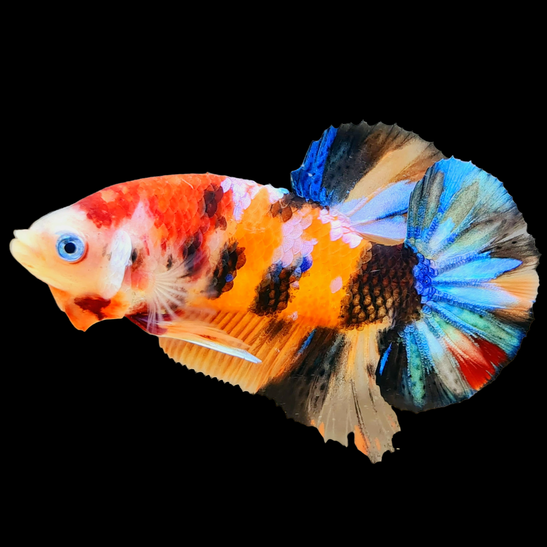 Nemo Galaxy Black Base Male Betta Fish | Mid Grade | Mystery Betta