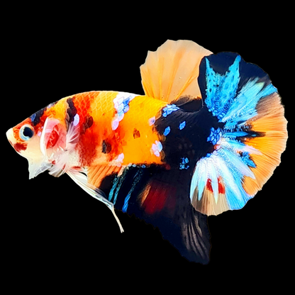 Nemo Galaxy Black Base Male Betta Fish | Mid Grade | Mystery Betta
