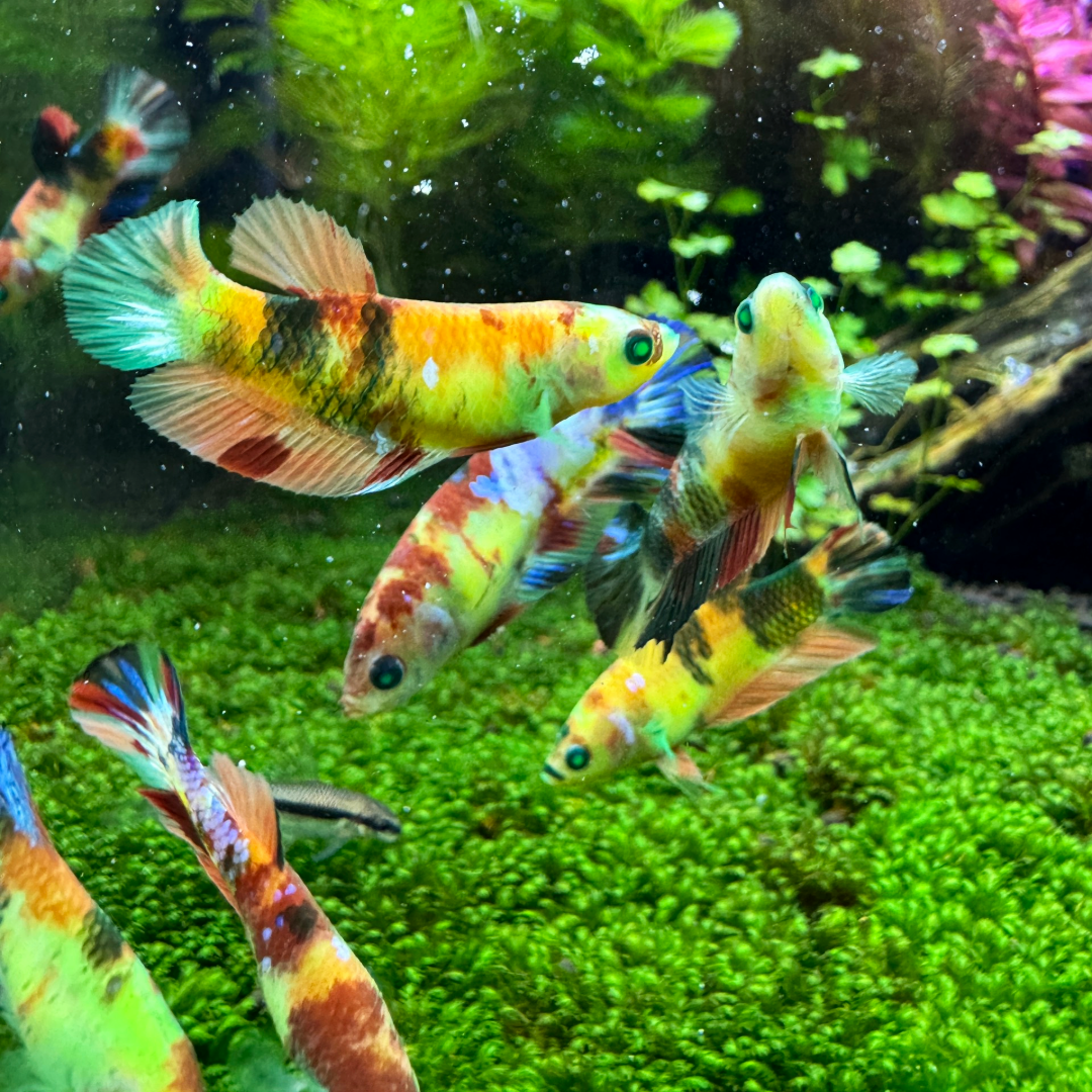 Female Betta Fish Sorority Koi Nemo Neon Plakat