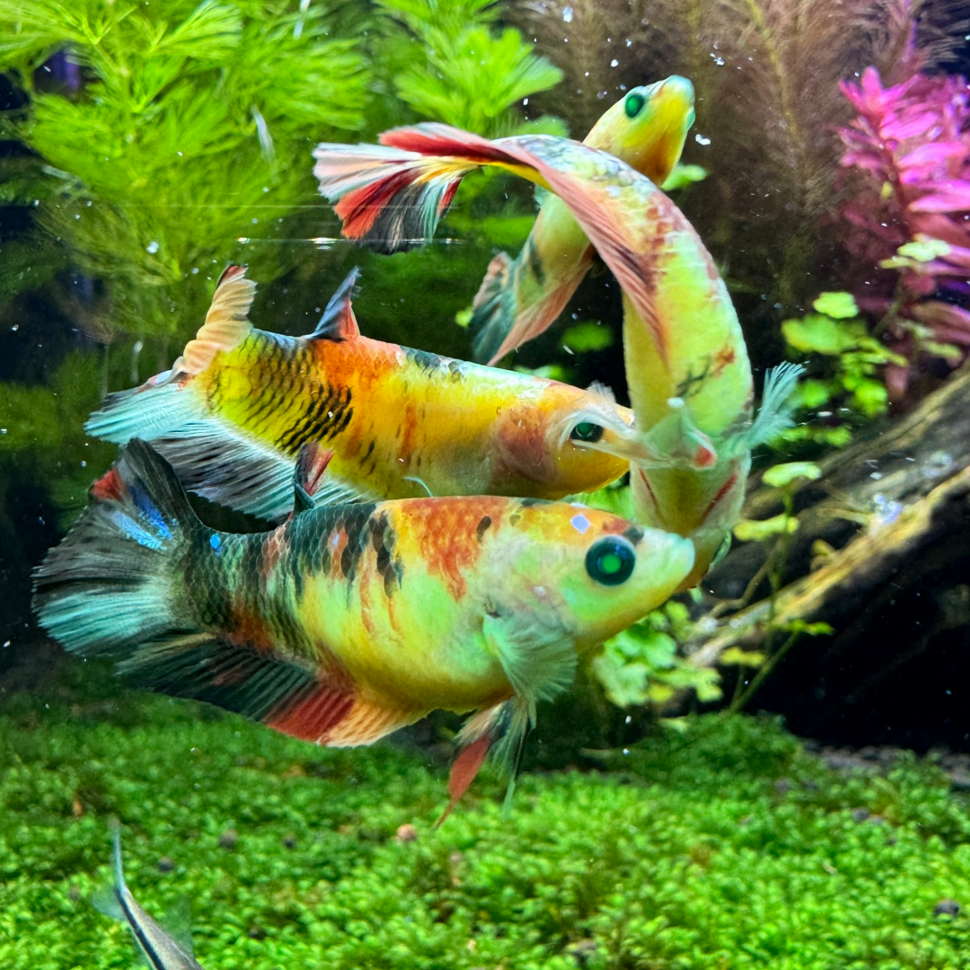 Female Betta Fish Sorority Koi Nemo Neon Plakat