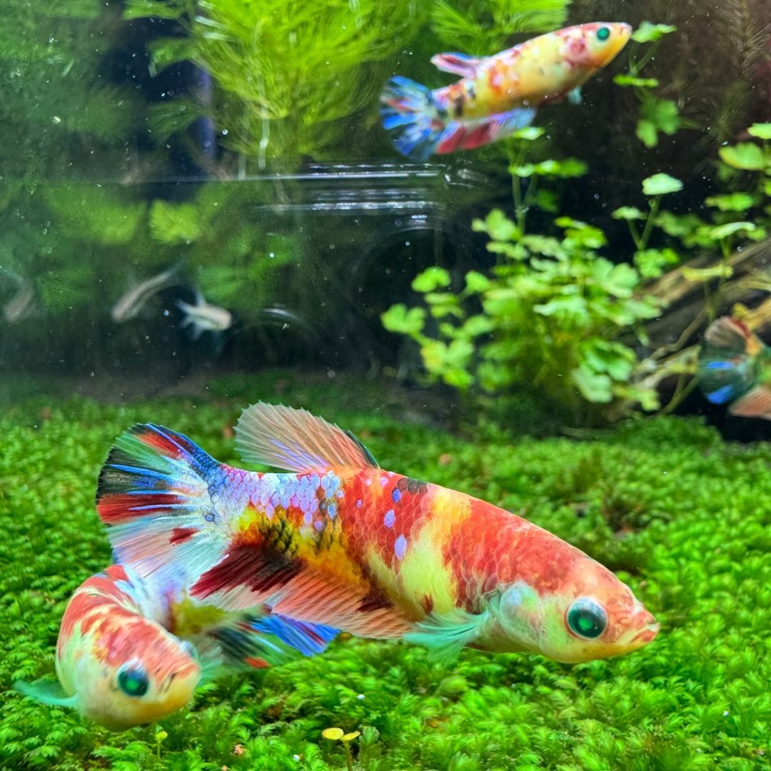 Female Betta Fish Koi Nemo Neon Plakat Sorority | Successful Sorority Pack