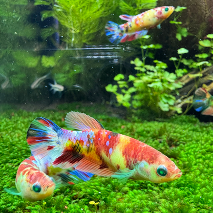 Female Betta Fish Sorority Koi Nemo Neon Plakat