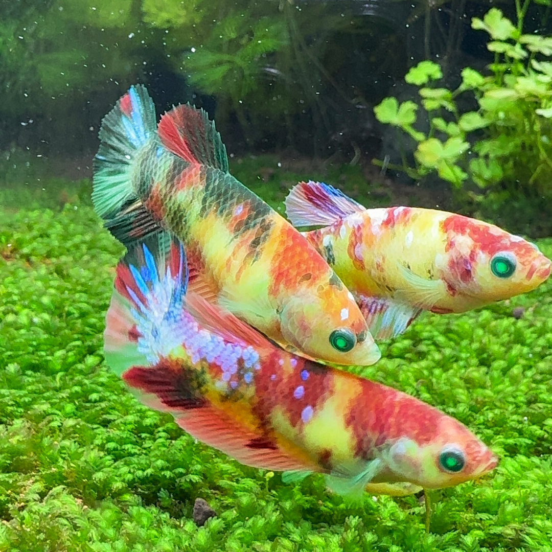 Female Betta Fish Sorority Koi Nemo Neon Plakat