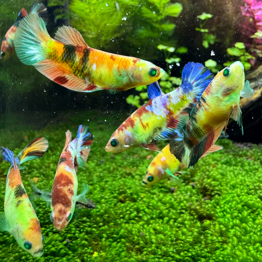 Shop Female Bettas Fish Peaceful Colorful Sorority