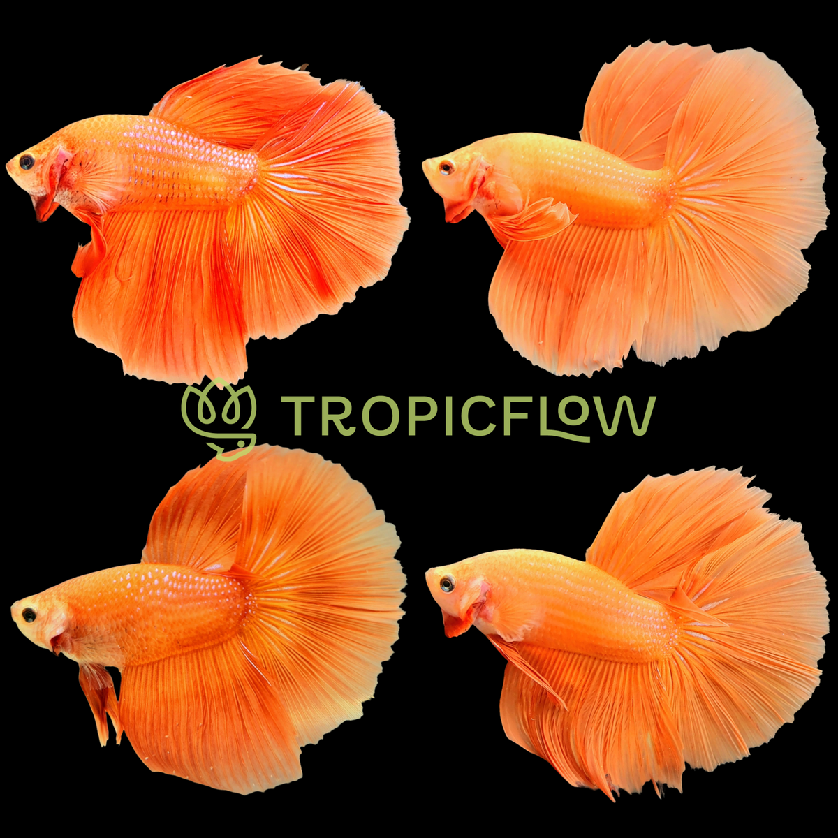 O Ringe Fish Orange Male Betta Fish All The Different Types Of Betta Fish | Betta