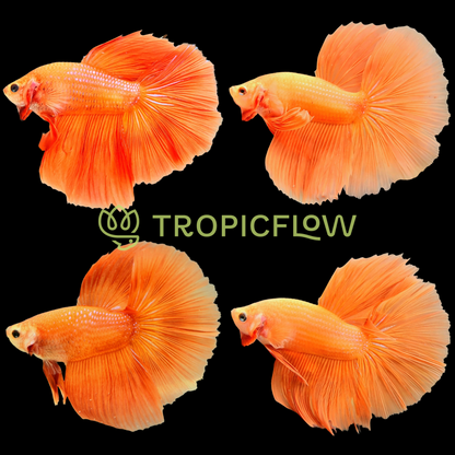 Orange Halfmoon Male Betta Fish