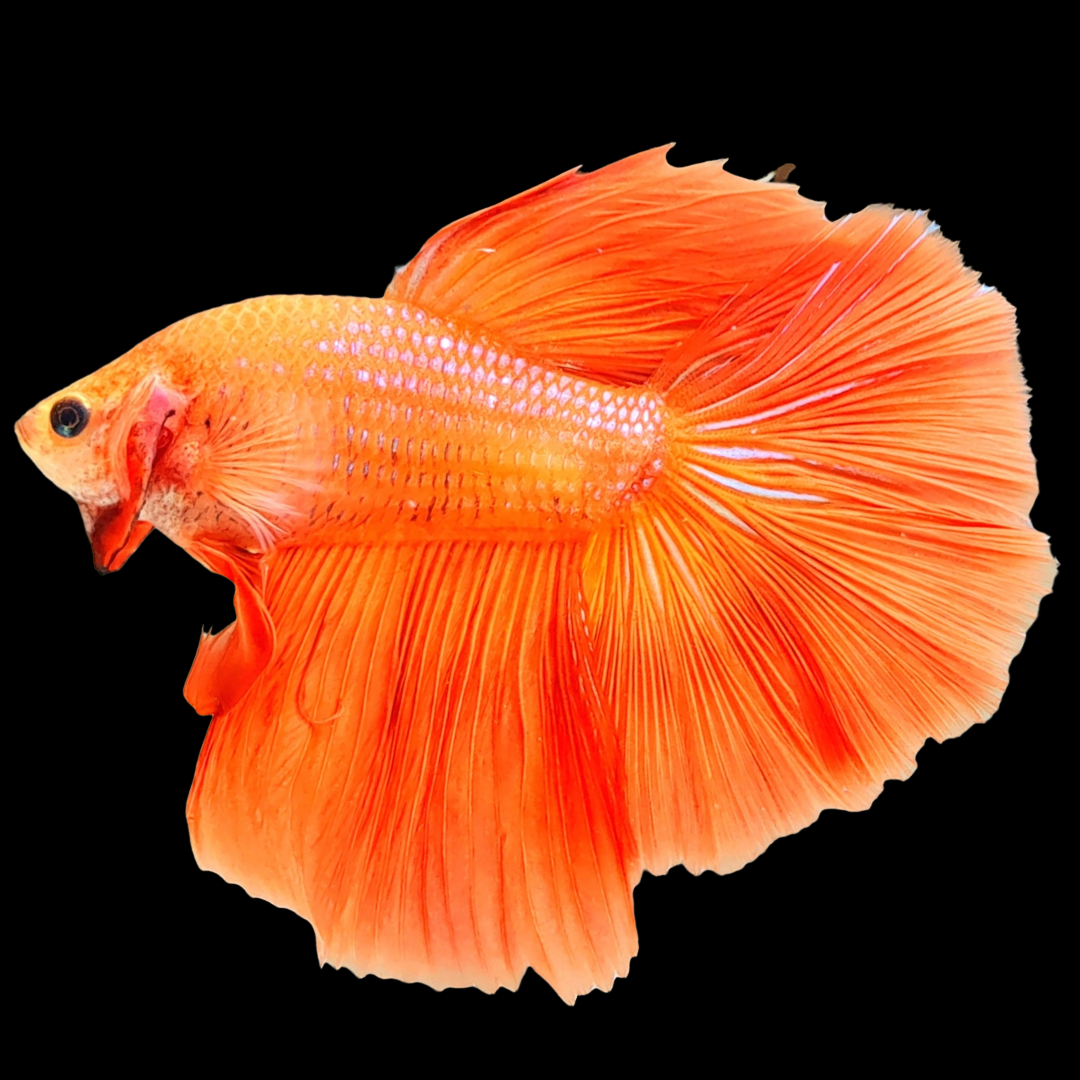 Orange Halfmoon Male Betta Fish – Tropicflow