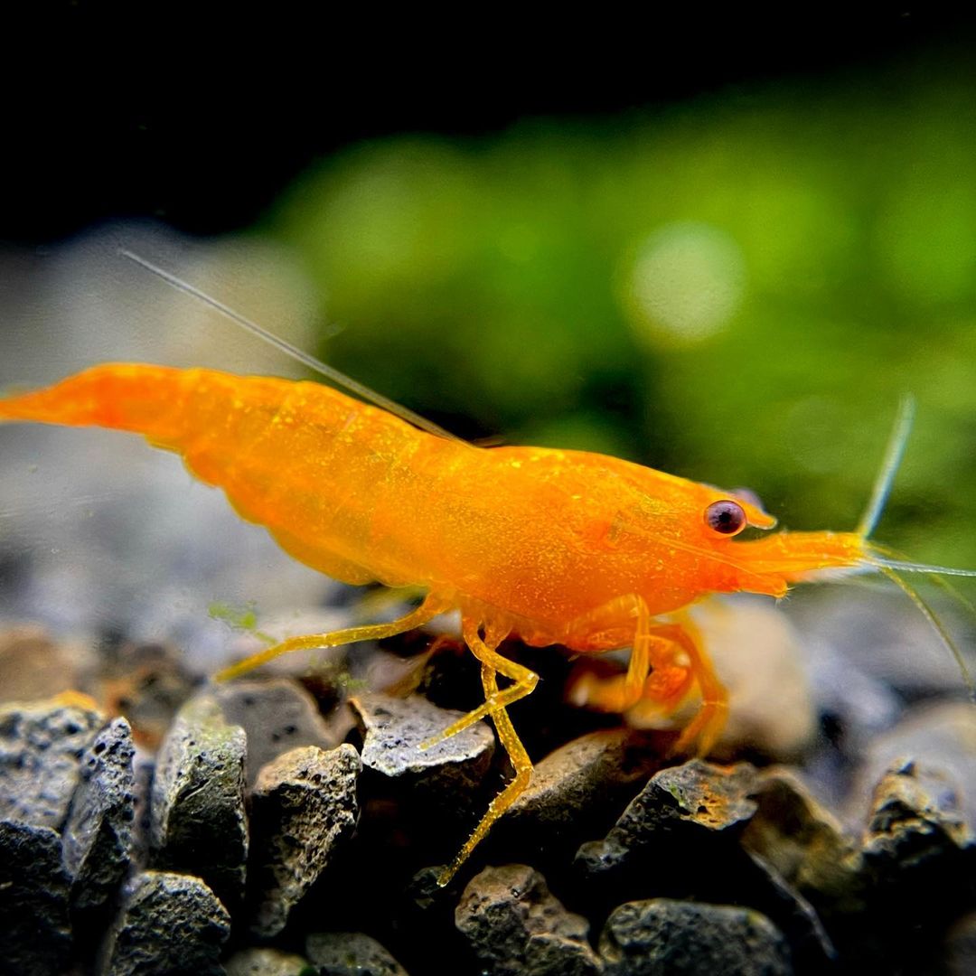 Tropicflow | Orange Pumpkin Spice Sakura Neocaridia Shrimp