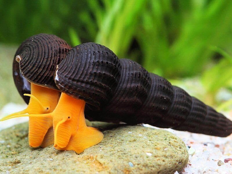 Orange Rabbit Snail