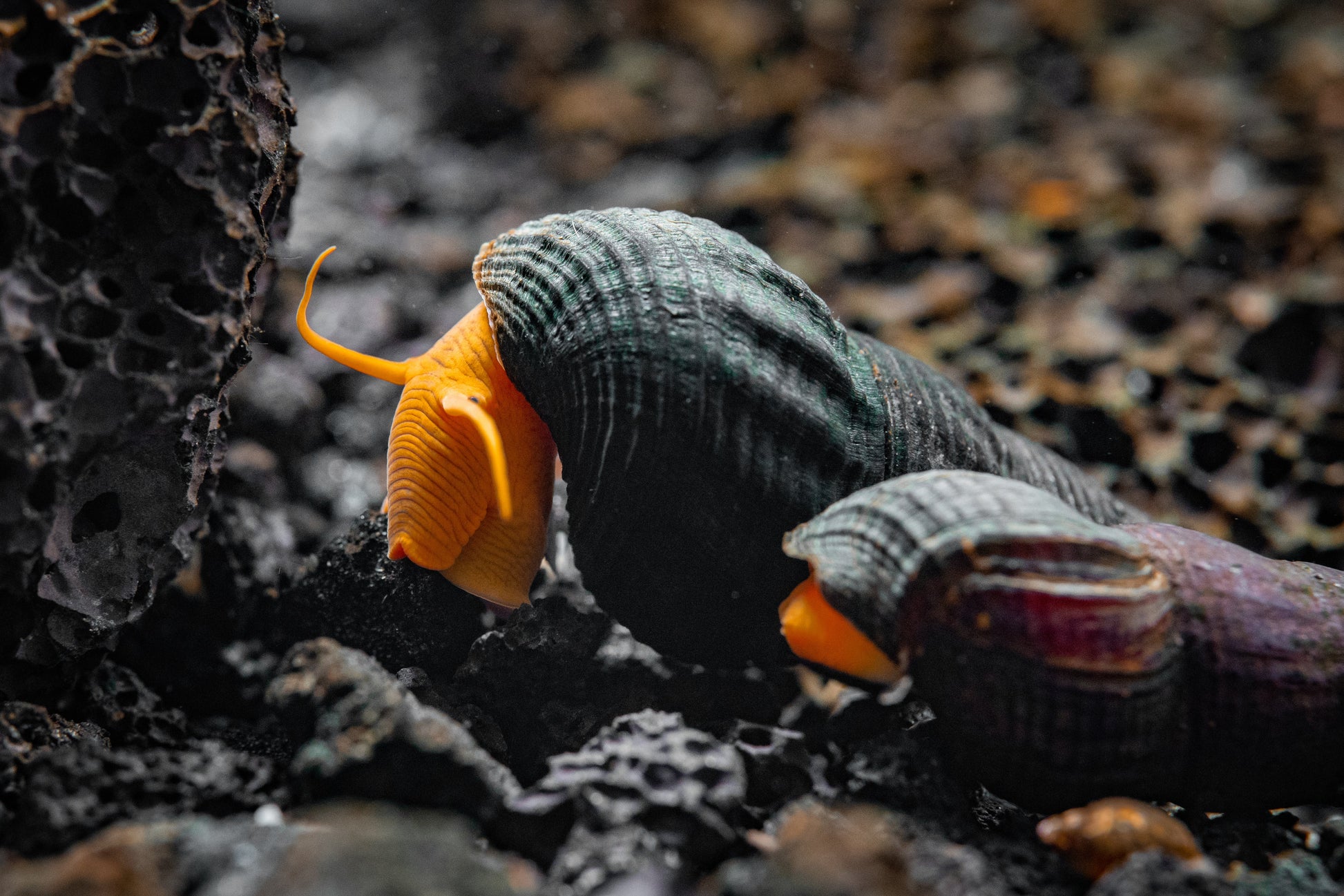 Orange Rabbit Snail