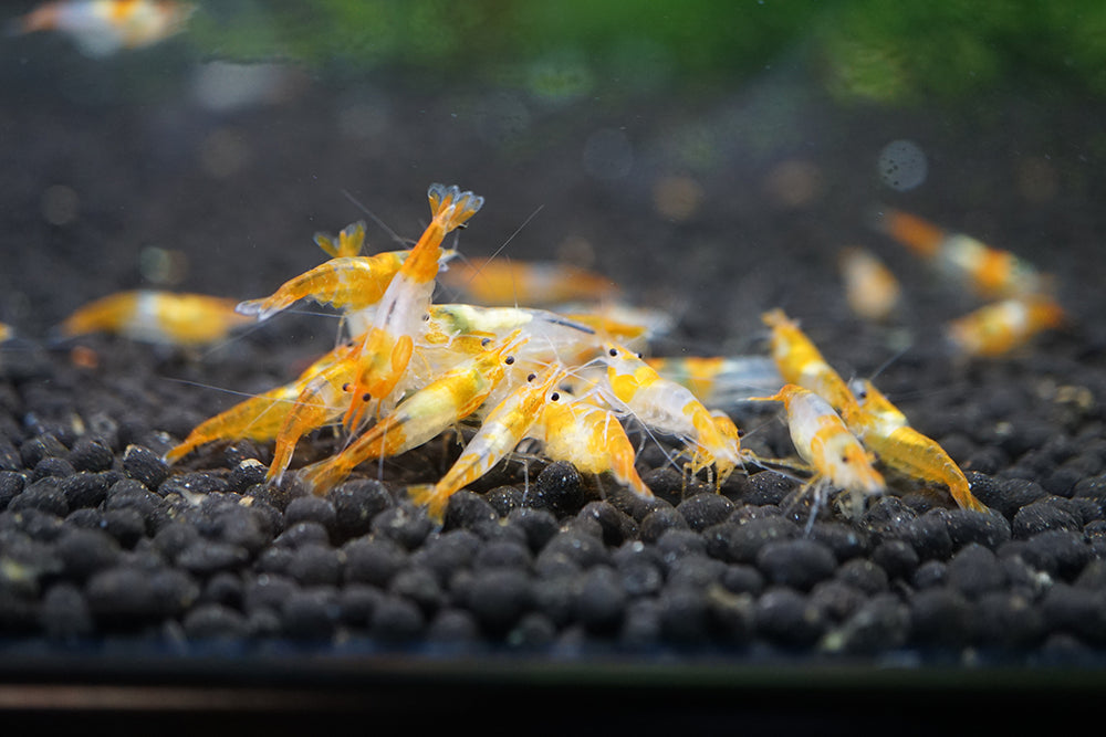 Orange Rilli Tropicflow | Orange Rili Neocaridina Shrimp