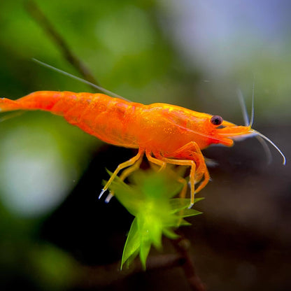 Orange Sunkist Neocaridina Shrimp