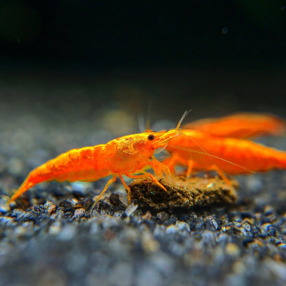 Orange Sunkist Neocaridina Shrimp