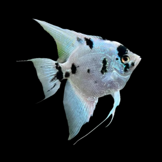 Panda Angelfish | Tropicflow