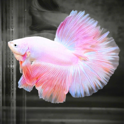 Pastel Pink Halfmoon Male Betta Fish with Flowing Tail | Live Pink Betta Fish for Sale | Soft Color Aquarium Fish | Grower Pick Quality