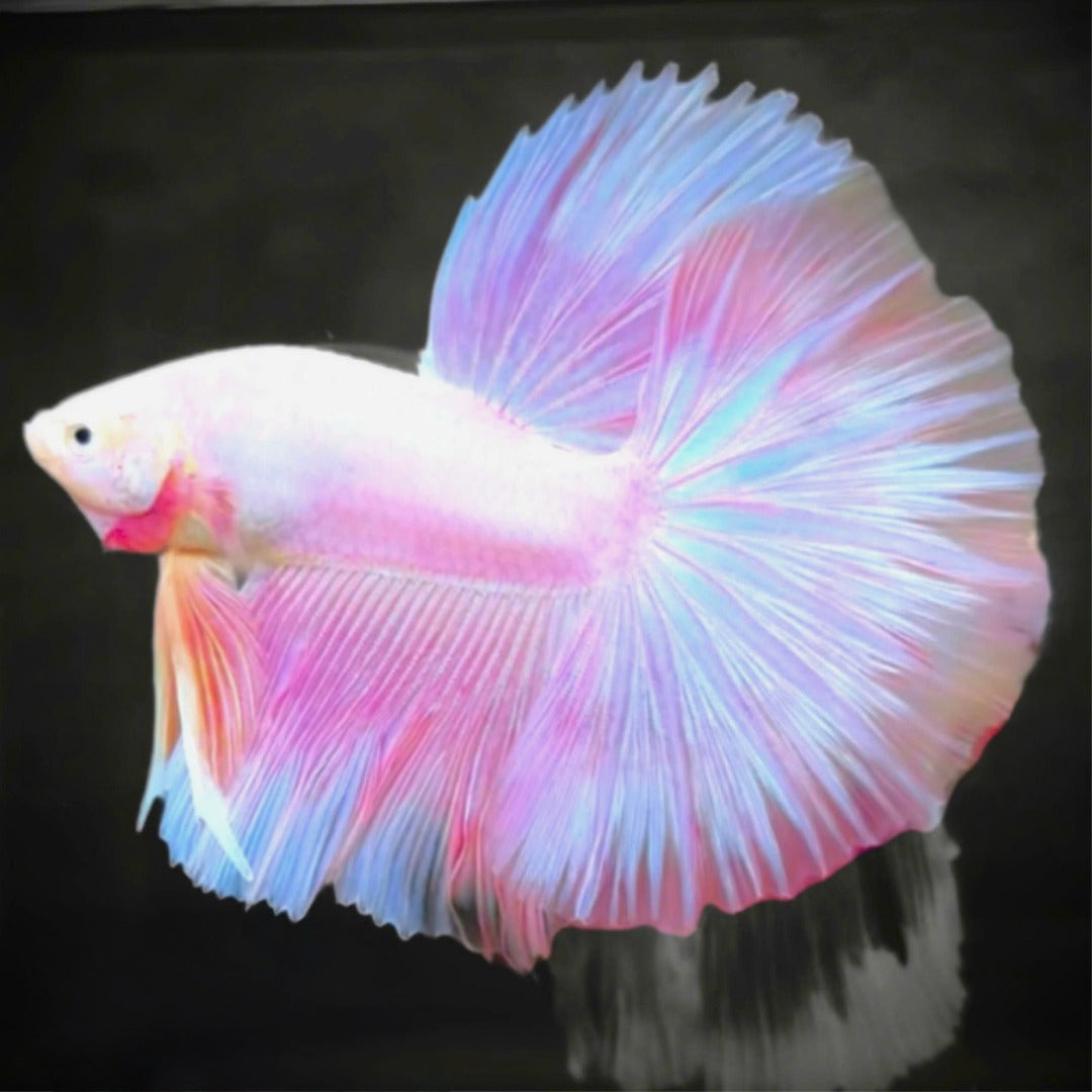 Light Pink Betta Fish Male | Halfmoon Tail Betta with Elegant Fins | Grower Pick Live Fish