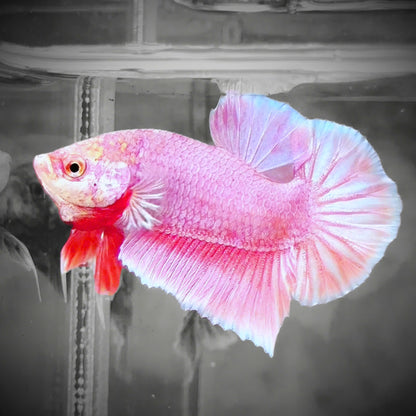 Premium Pastel Pink Plakat Male Betta Fish