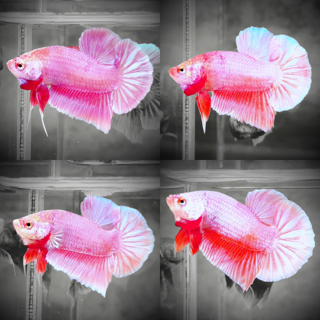 Premium Pastel Pink Plakat Male Betta Fish
