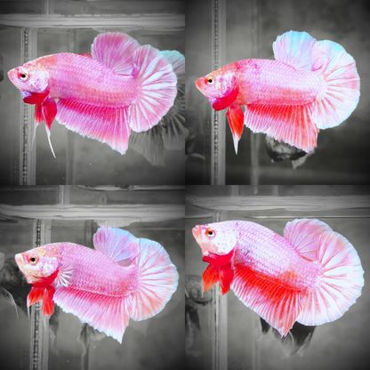 Premium Pastel Pink Plakat Male Betta Fish