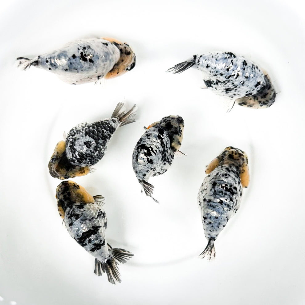 Skip to product information