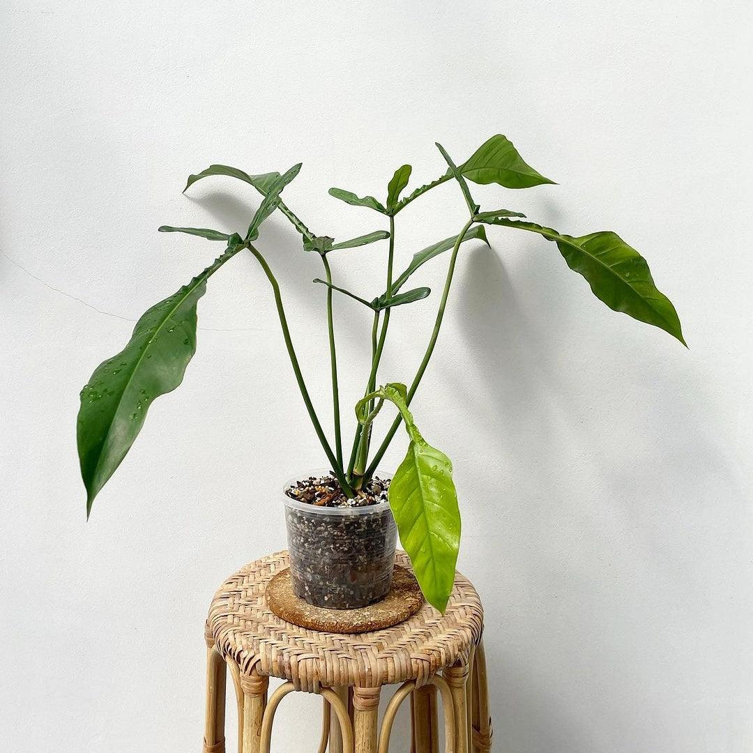 Philodendron Joepii Plant