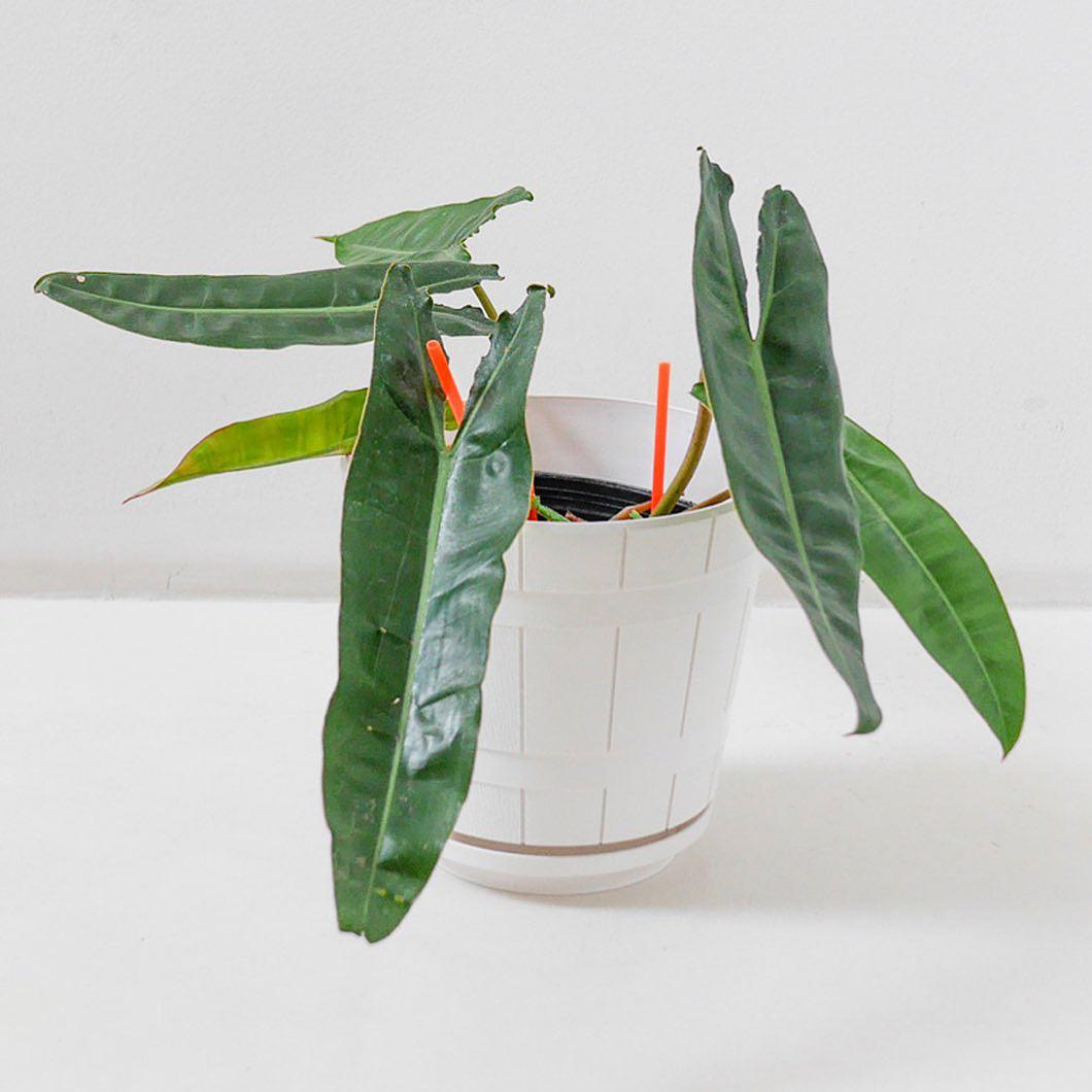 Splendid Philodendron In Vitro Tissue Culture - US SELLER - authentic 5 or 10 plants