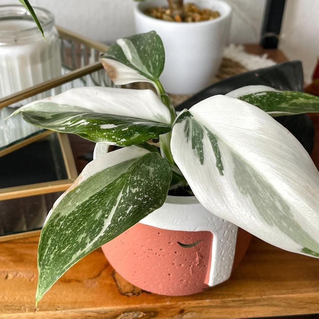 Philodendron White Princess Tricolor Variegated - Aroid Variegated Houseplants - Home Decor - Plant Gift - Monstera - Hoya - popular Alocasia