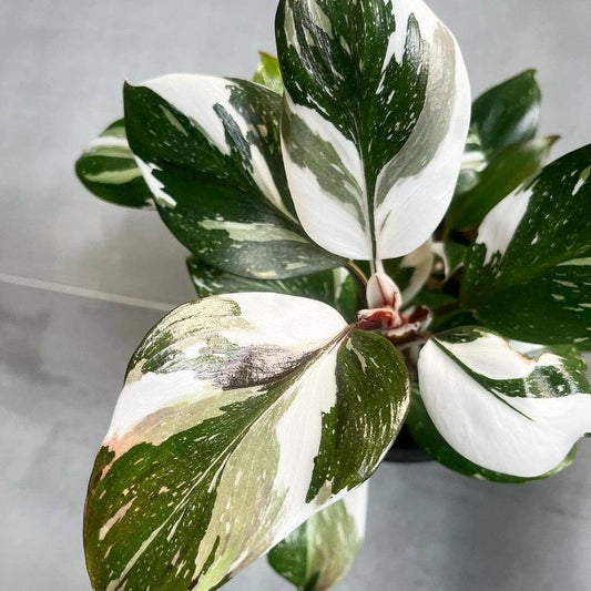 Variegated Philodendron White Princess Mature Plant 3.5 inches - Tropicflow