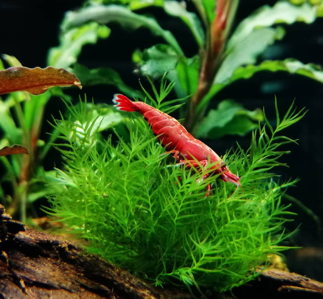 Phoenix Moss (Fissidens Fontanus) - Premium Aquarium Moss