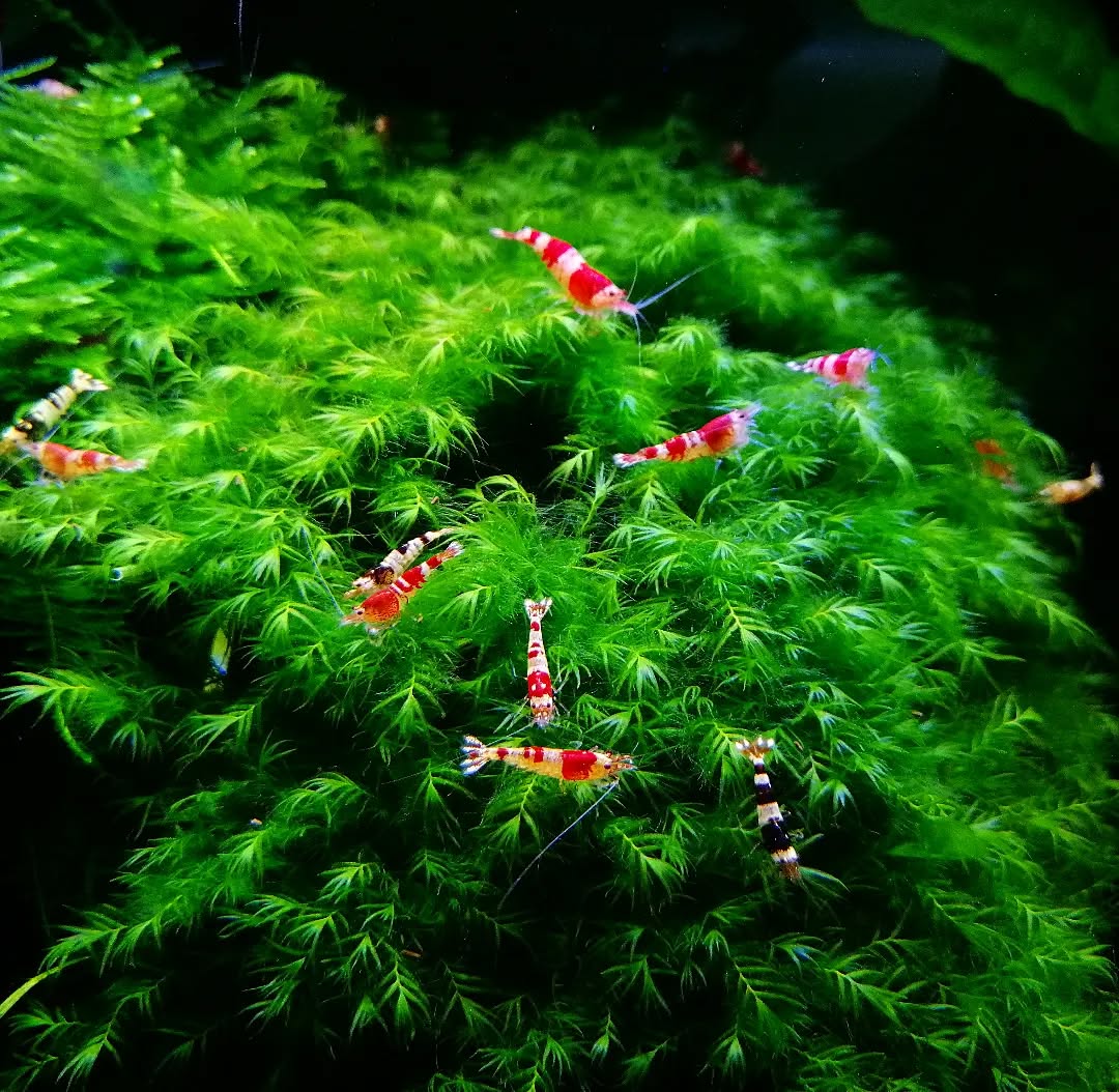 Phoenix Moss (Fissidens Fontanus)