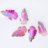 Pink Halfmoon Female Betta Fish | Rare Pastel Beauty