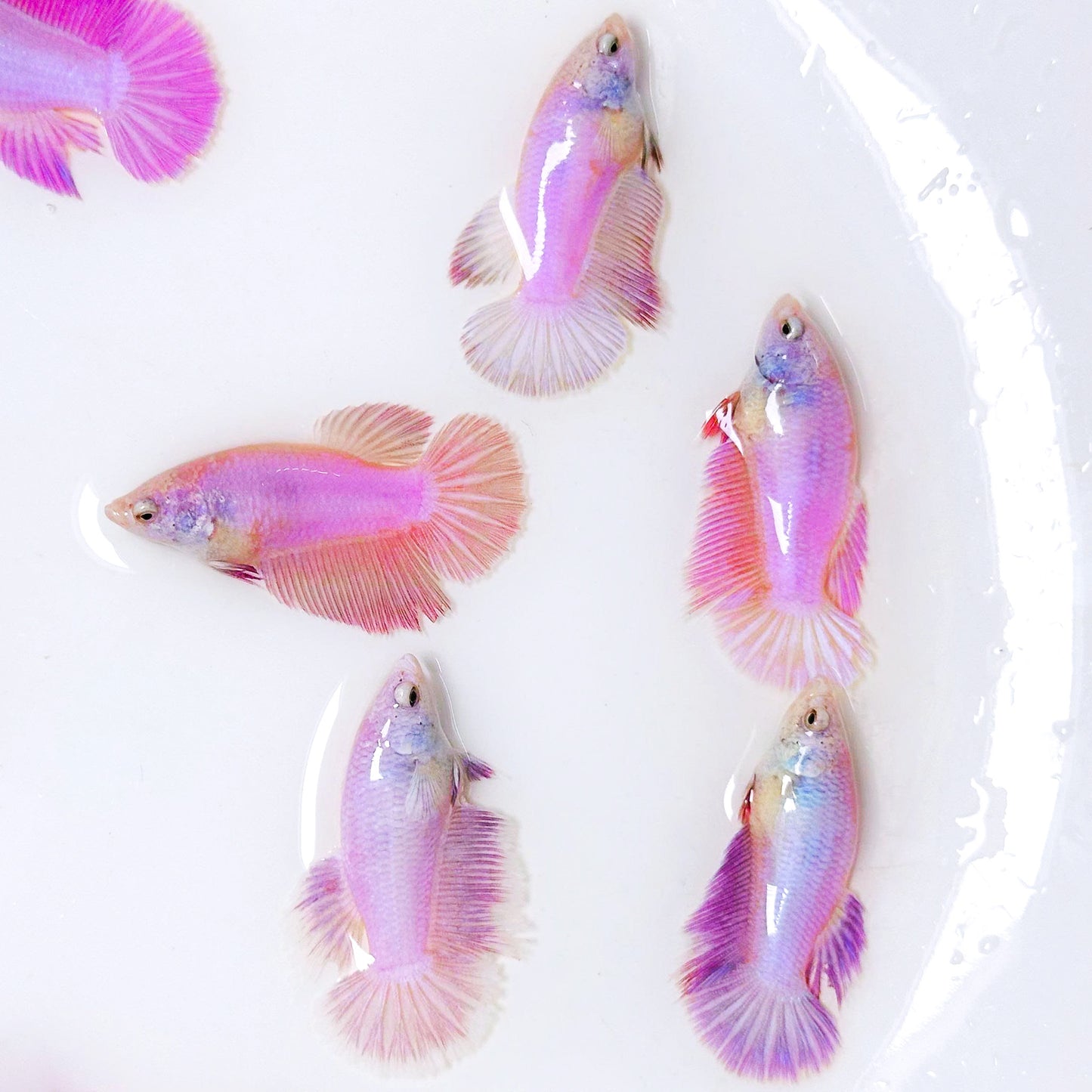 Pink Halfmoon Female Betta Fish