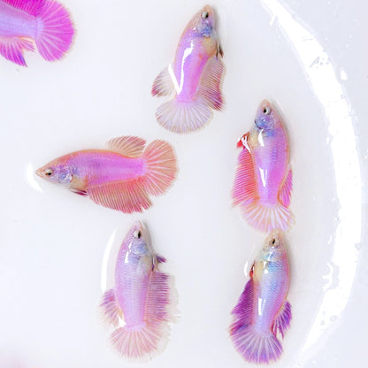 Pink Halfmoon Female Betta Fish