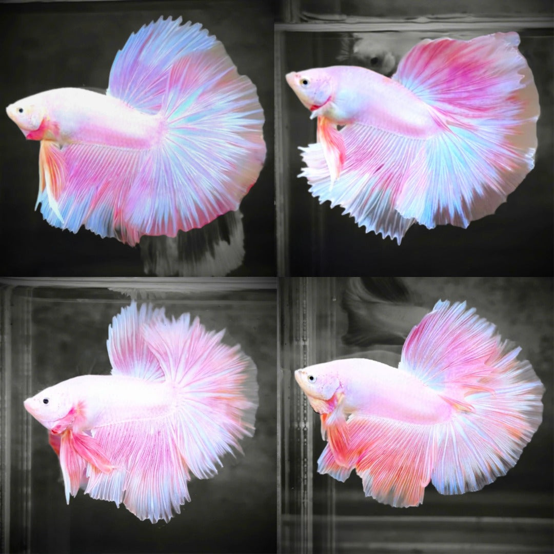 Rare Pink Halfmoon Betta Fish with Delicate Fan Tail | High-Grade Live Betta for Sale