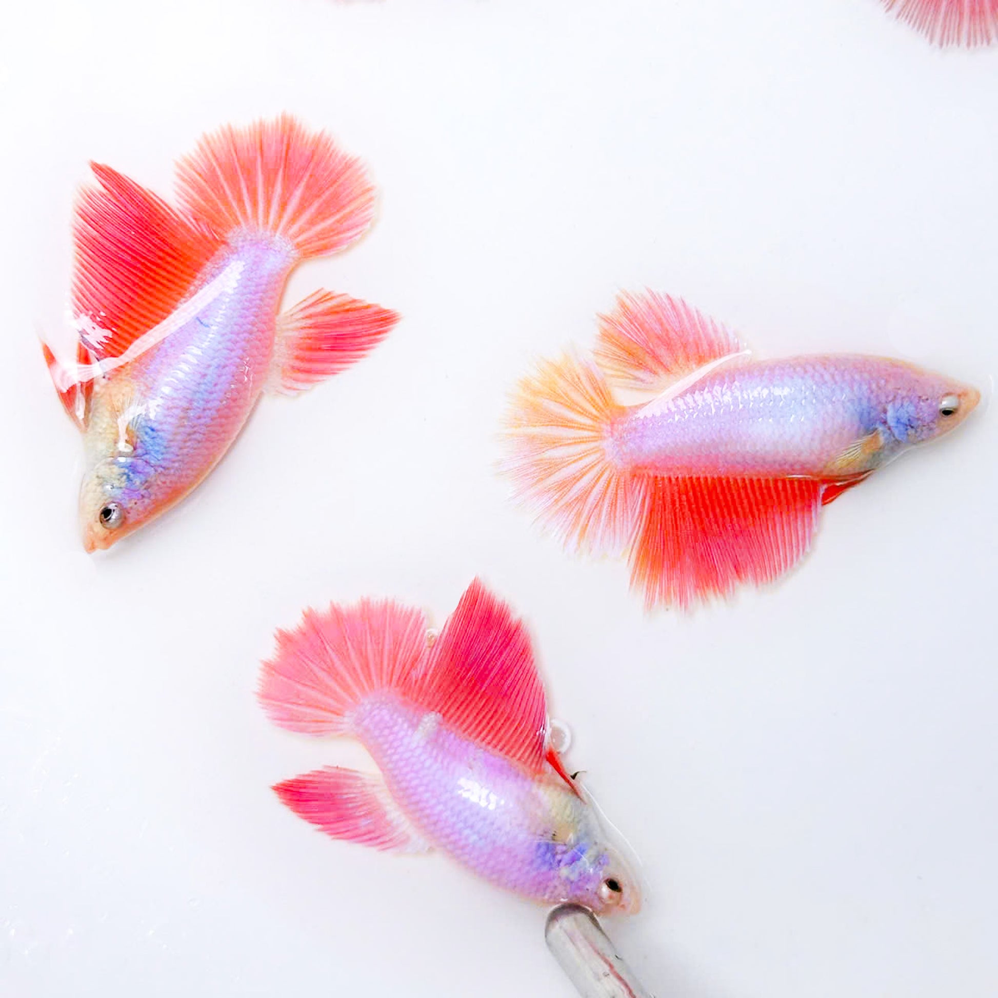 Pink Sakura Halfmoon Female Betta Fish