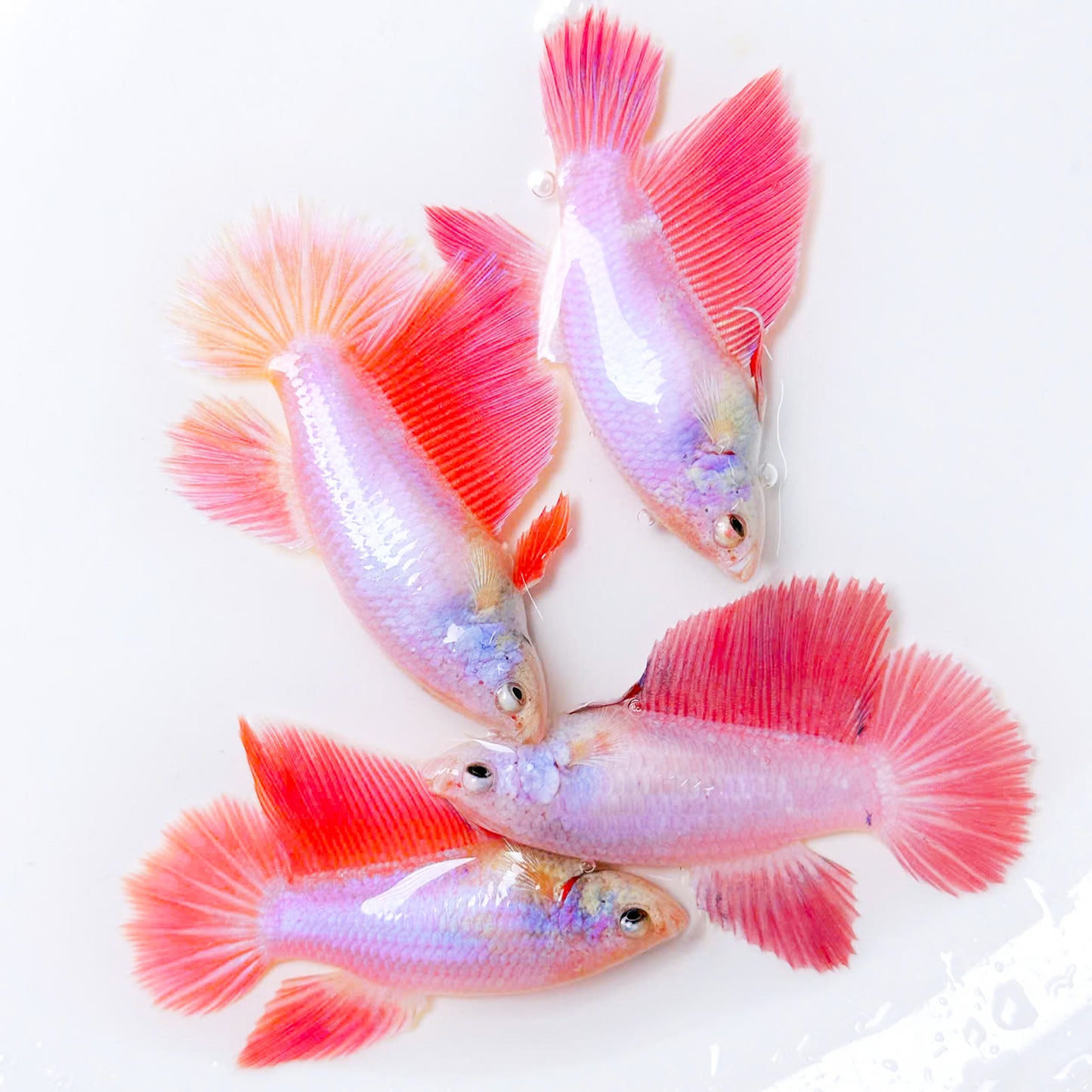Pink Sakura Halfmoon Female Betta Fish