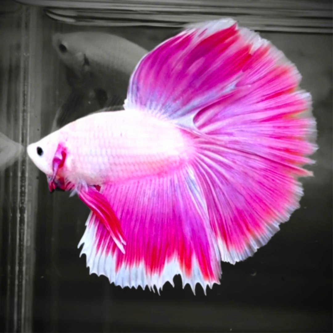 Rare pink betta fish with symmetrical halfmoon tail – Grower Pick quality