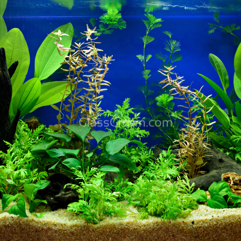 Aquarium Plant Saver Bundle – 12 Full-Size (No CO2 Required)