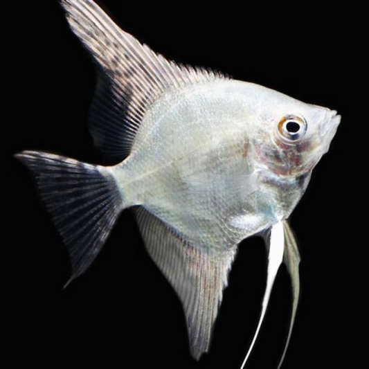 Platinum Angelfish | Tropicflow