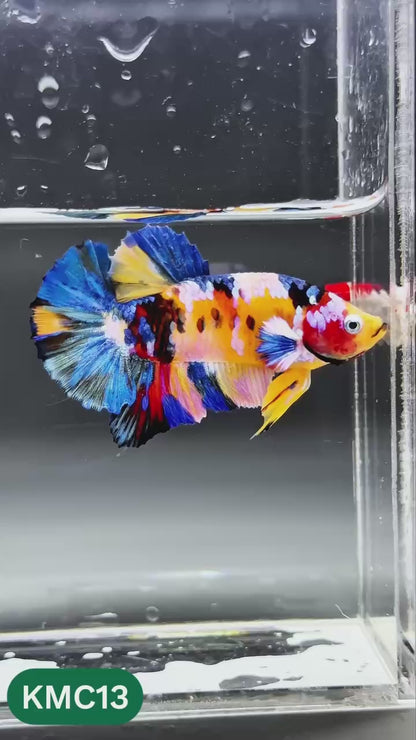 Multicolor Yellow Base Plakat Male Betta Fish | Order Directly From Farm |  You Pick Fish