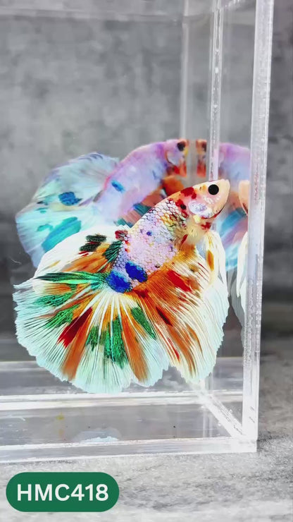 Multicolor Halfmoon Male Betta Fish | Order Directly From Farm | You Pick Fish