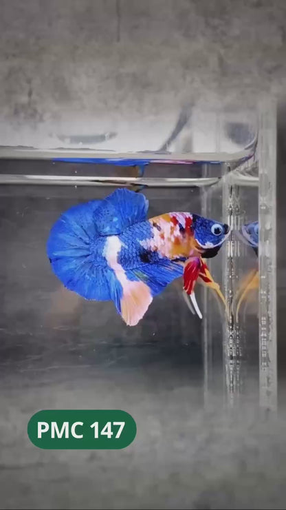 Multicolor Plakat Male Betta Fish |Show Grade|  You Pick Fish