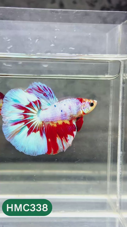 Multicolor Halfmoon Male Betta Fish | High Grade | Order Directly From Farm |  You Pick Fish |