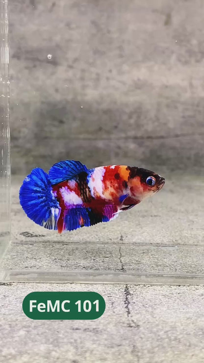 Multicolor Female Betta Fish | You Pick Fish | High Grade