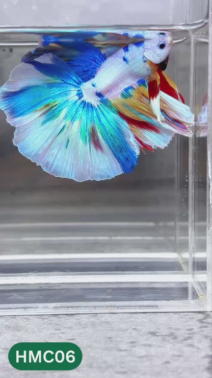 Multicolor Halfmoon Male Betta Fish | High Grade | Order Directly From Farm |  You Pick Fish |