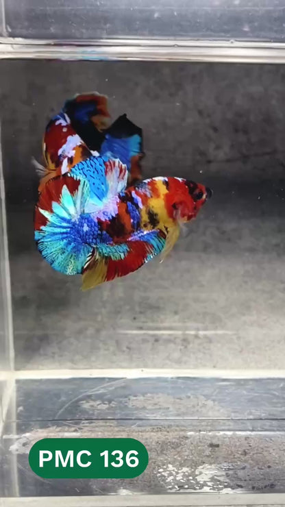 Multicolor Plakat Male Betta Fish |Show Grade|  You Pick Fish