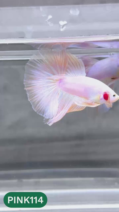 Pink Halfmoon Male Betta Fish | You Pick Fish | Order Directly From Farm