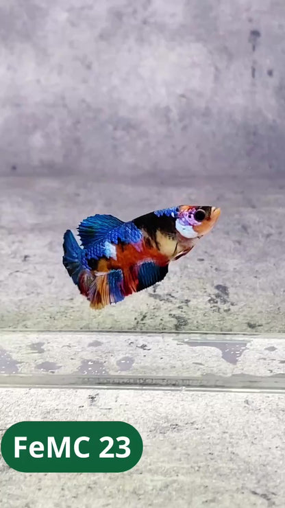 Multicolor Female Betta Fish | You Pick Fish | High Grade