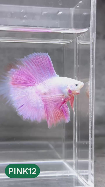 Pink Halfmoon Male Betta Fish | You Pick Fish | Order Directly From Farm